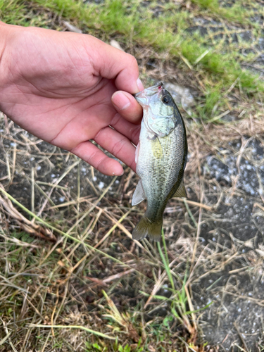 ブルーギルの釣果