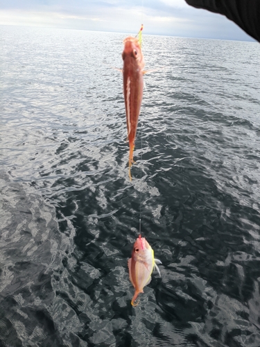 サバの釣果