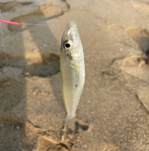 キスの釣果