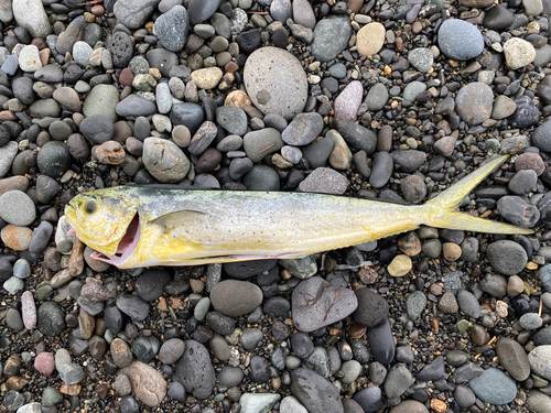 シイラの釣果