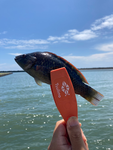 アカササノハベラの釣果