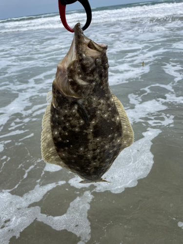 ソゲの釣果