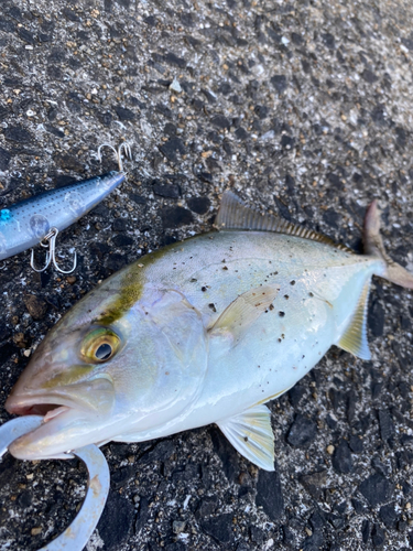 ネリゴの釣果