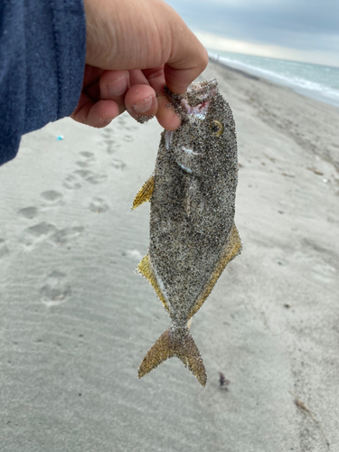 ショゴの釣果