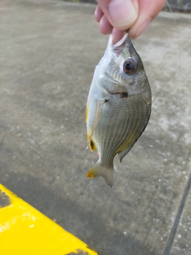 キビレの釣果