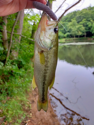 ブラックバスの釣果