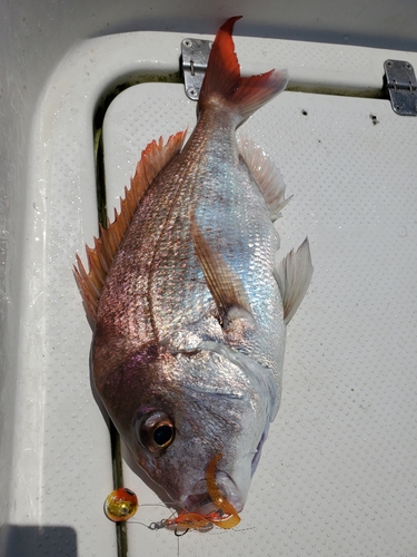 タイの釣果