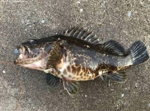 タケノコメバルの釣果