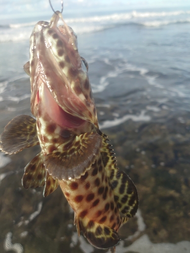 イシミーバイの釣果