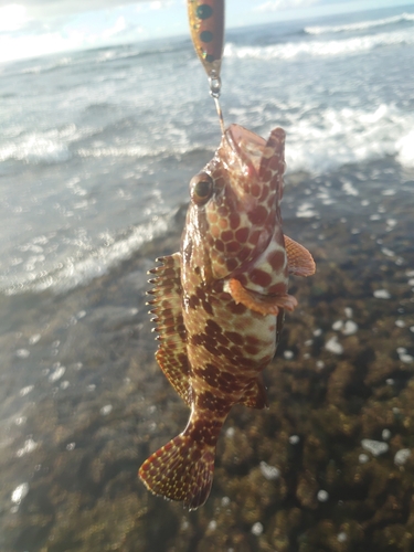 イシミーバイの釣果