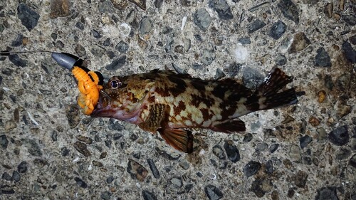 カサゴの釣果