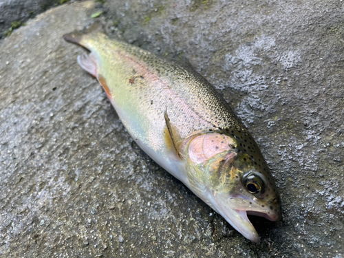 ニジマスの釣果