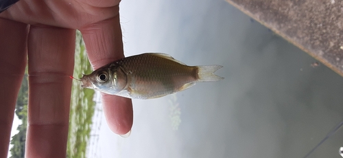 フナの釣果