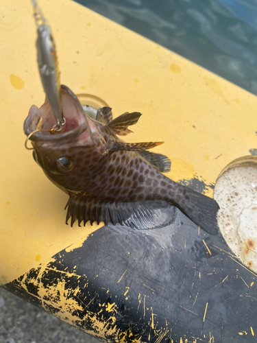 オオモンハタの釣果