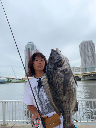 チヌの釣果