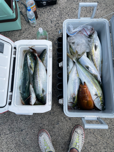 マダイの釣果