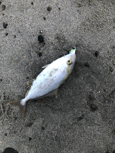 ショゴの釣果