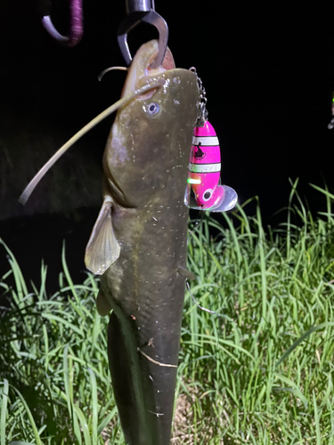 マナマズの釣果