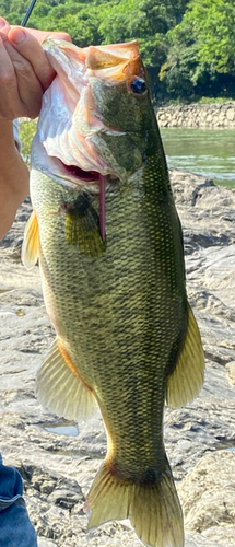 ブラックバスの釣果