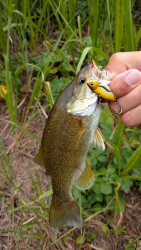 スモールマウスバスの釣果