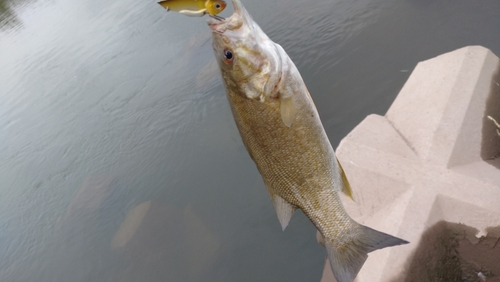 スモールマウスバスの釣果