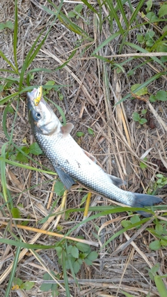 ニゴイの釣果