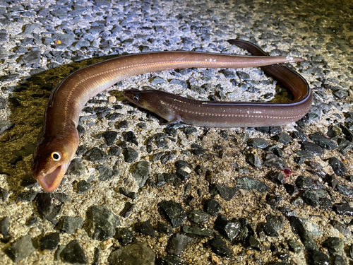 アナゴの釣果