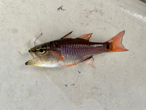 クロホシイシモチの釣果