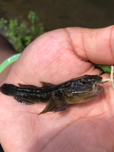 チチブの釣果