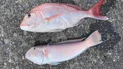 マダイの釣果