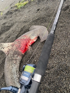 ハンマーヘッドシャークの釣果