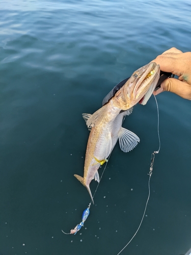 エソの釣果