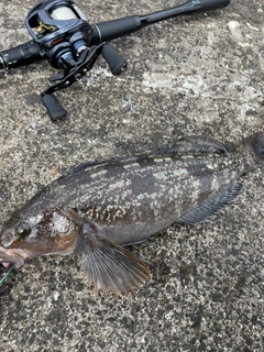 アイナメの釣果