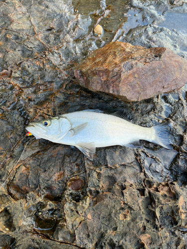 セイゴ（マルスズキ）の釣果