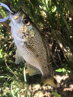 ジャングルパーチの釣果