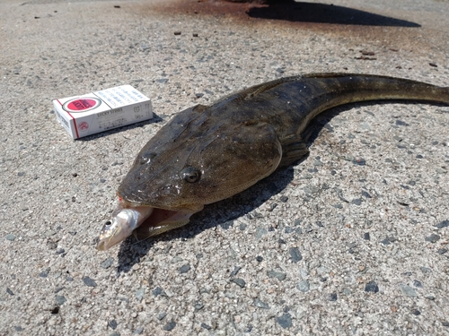 マゴチの釣果