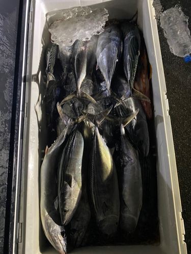 ハガツオの釣果