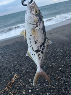 ショゴの釣果