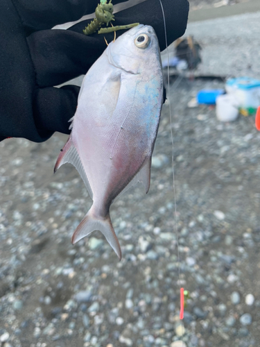 コバンアジの釣果