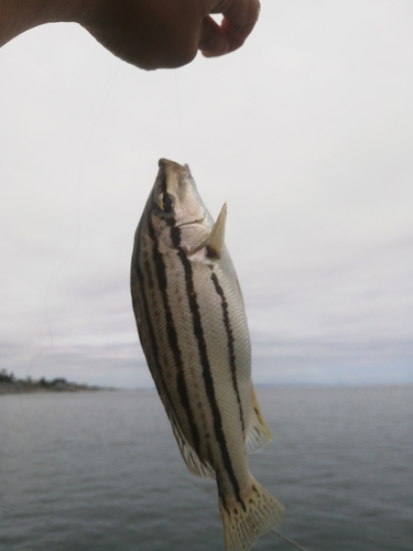 シマイサキの釣果