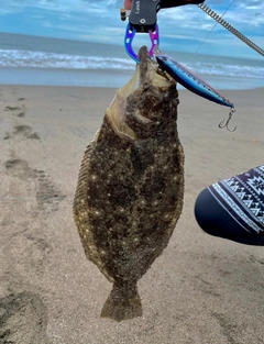 ヒラメの釣果