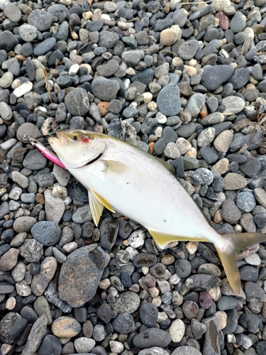 ショゴの釣果