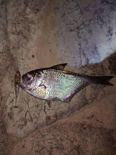 ミナミハタンポの釣果