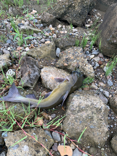 アメリカナマズの釣果