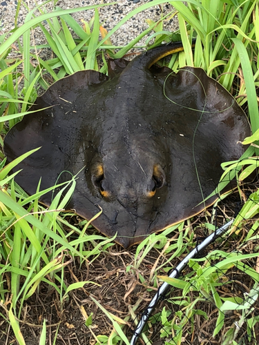 アカエイの釣果