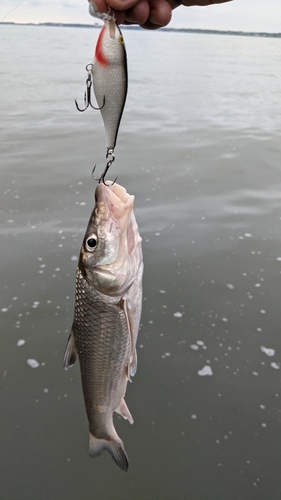 ニゴイの釣果