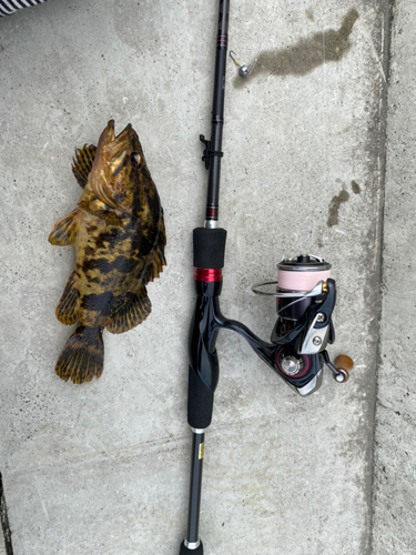 ベッコウゾイの釣果