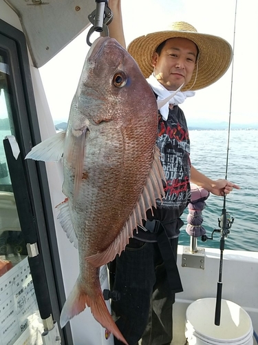 マダイの釣果