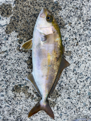 ショゴの釣果