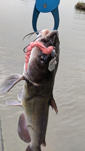 アメリカナマズの釣果